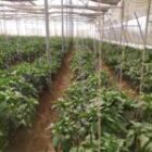Innovative Greenhouse In India Helps Farmers Adapt to Climate Change